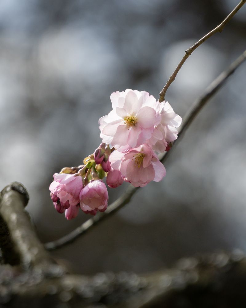 Flowering Cherry Trees - City Park Trutnov, Czechia